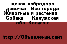 щенок лабродора девочка - Все города Животные и растения » Собаки   . Калужская обл.,Калуга г.